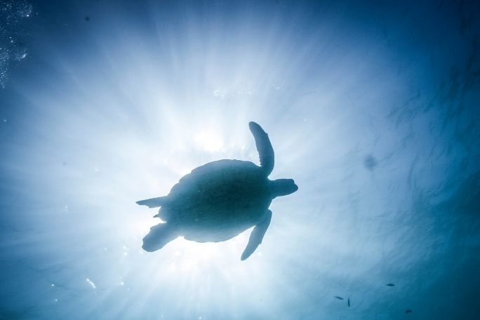 Blue - Ocean Guardians Being Turtle-Friendly