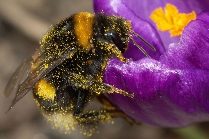 Love Food? Love Bees! - Beeing Observant