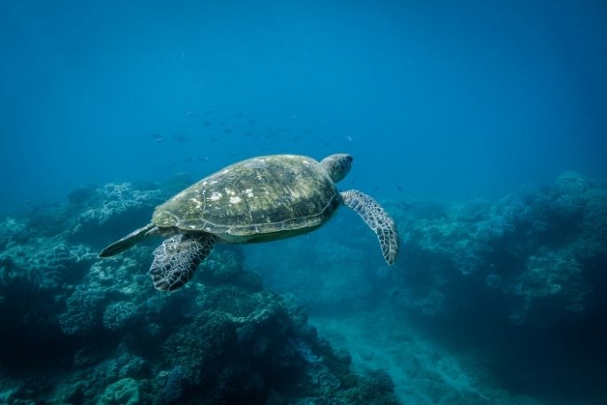 Blue - Sea Turtle Poetry